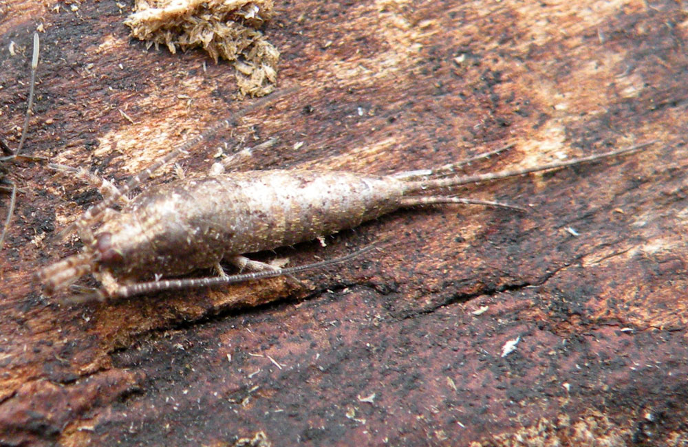 Dall''Appennino Reggiano: Machilidae: Lepismachilis sp.